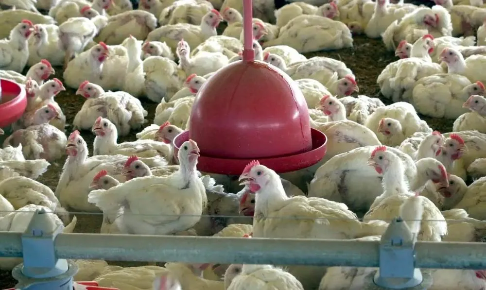 Foco da doença de Newcastle em SC prejudica exportações de carne